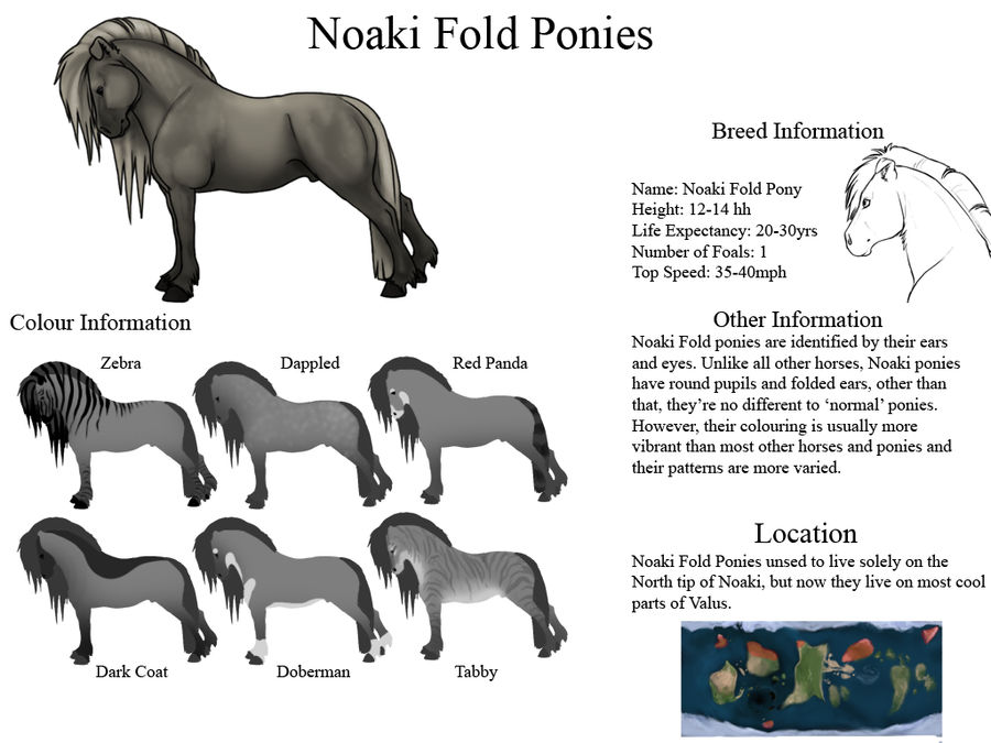 Noaki Fold Pony - Breed Sheet