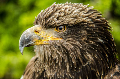 Millets Farm Falconry IX