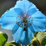 Another Himalayan Poppy