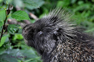 Porcupine Having Dinner