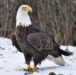 Eagle Shot from Feb 2011 by AlaskaGrl