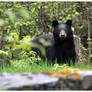 2nd Bear Visitor