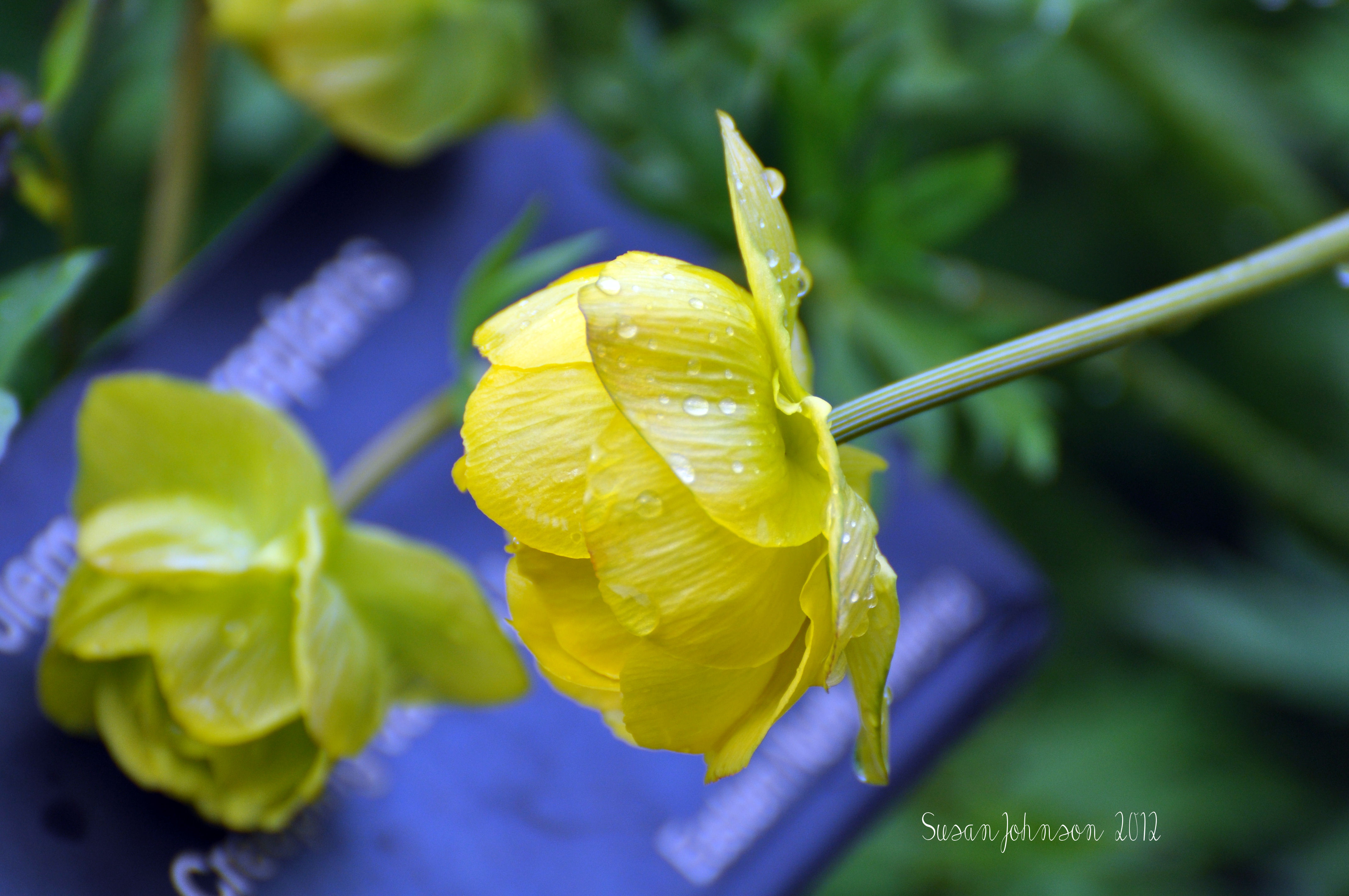 Yellow Flower