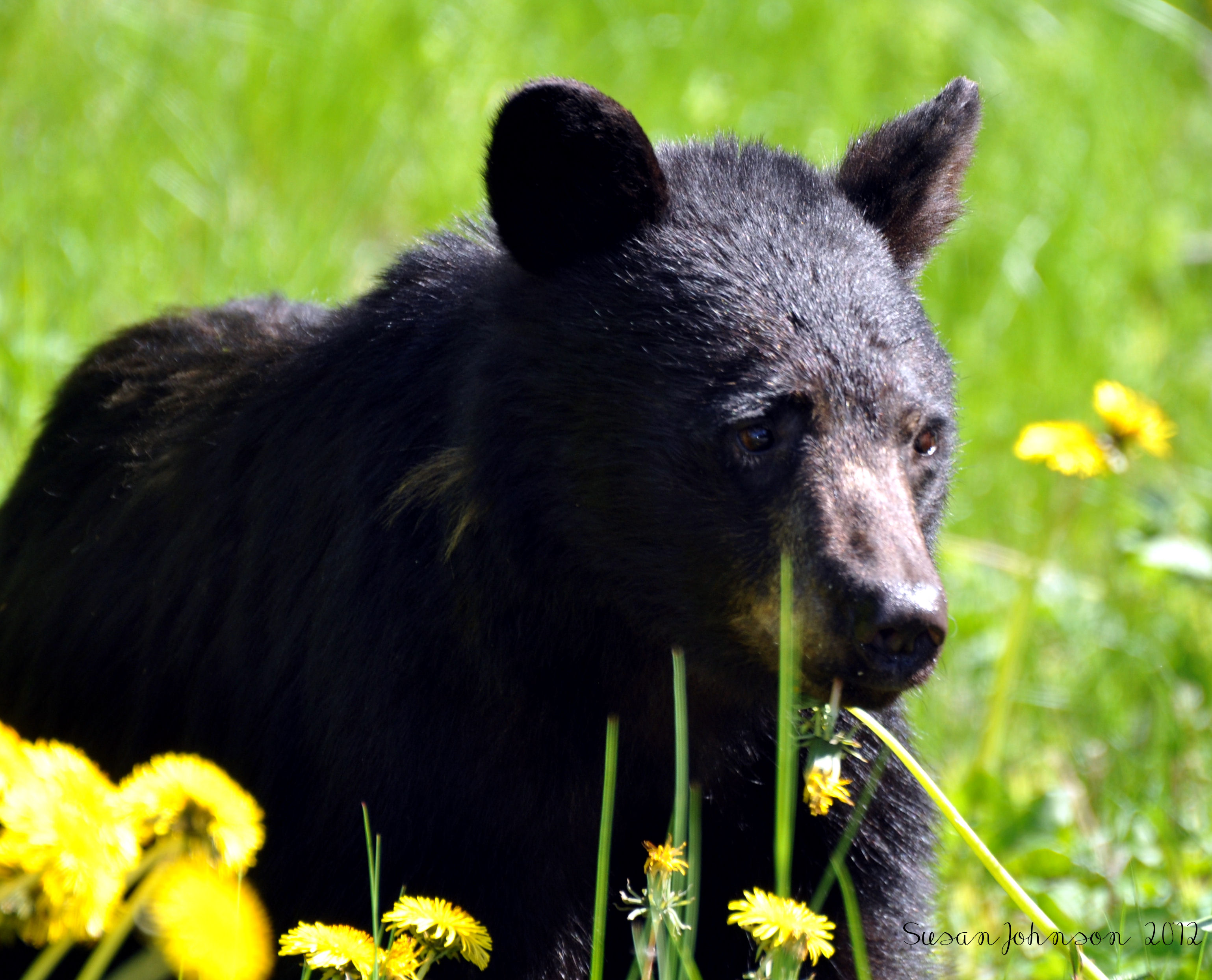 Beartime