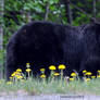 Chowing on a dandelion salad