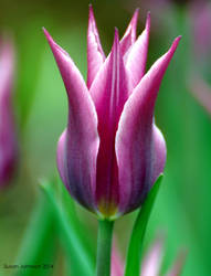 Tulip