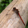 dragonfly