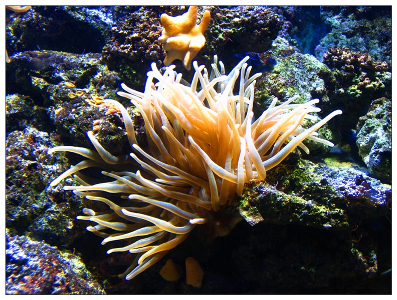 coral polyps