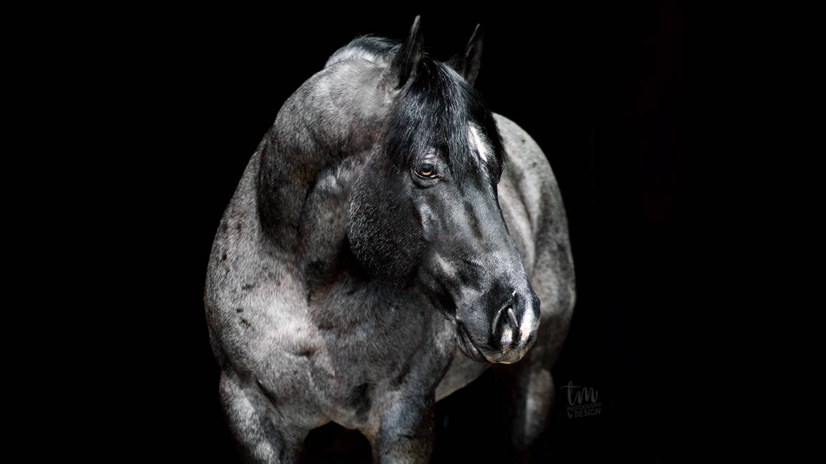 BOONSMAL BLUE by elegant--tragedy