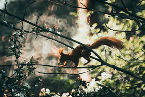 Samyang 500mm f6.3