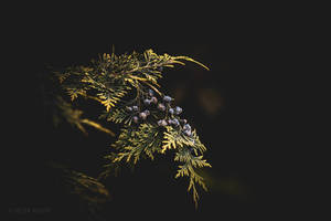 Auto Chinon 55mm F1.7