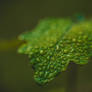 Helios 44m4 Raynox DCR-250