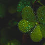 Helios 44m4 Raynox DCR-250