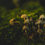 Sony A7II Helios 44m4 Raynox DCR-250
