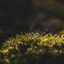 Sony A7II Helios 44m4 Raynox DCR-250