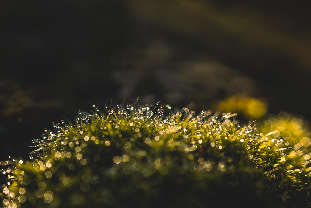 Sony A7II Helios 44m4 Raynox DCR-250
