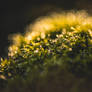 Sony A7II Helios 44m4 Raynox DCR-250
