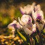 Sony A7II MC Volna-9 50mm F2.8