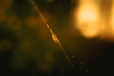 Sony A7II Industar 50-2 macro rings