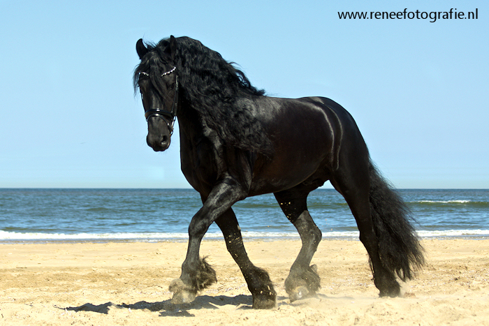 Friesian stallion beache2