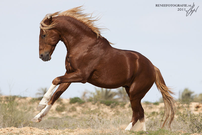 Angry barb stallion