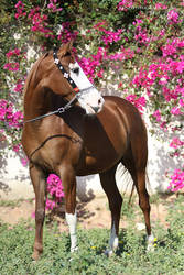 Amazing Arabian mare