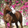 Amazing Arabian mare