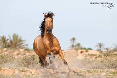 Amazing barb stallion Kalife