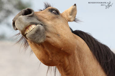stallion makes funny face