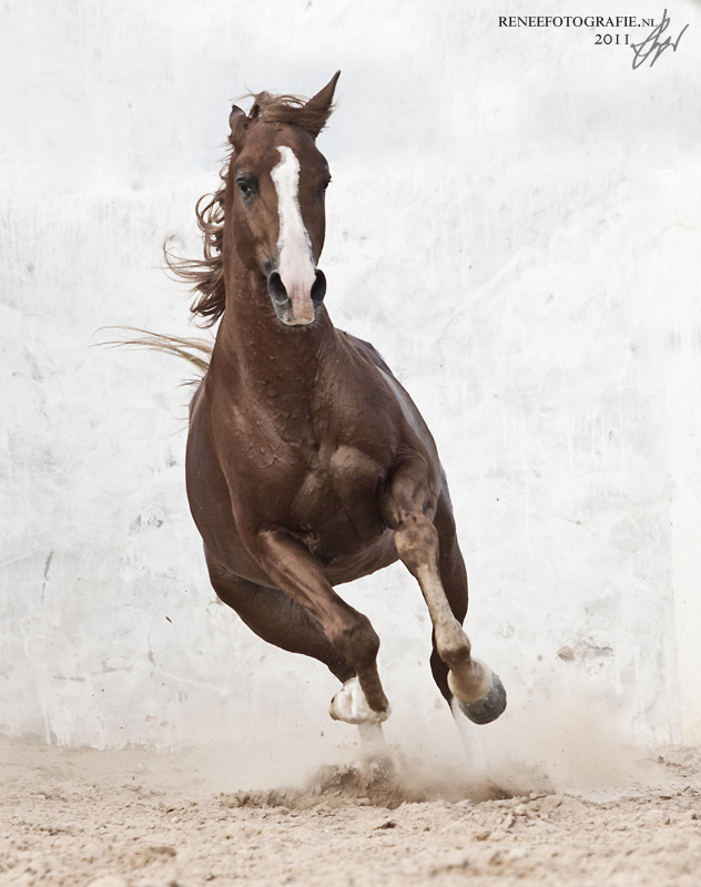 Zarrouk, Arabian stallion, Tunisia