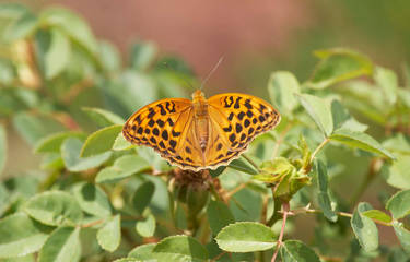 Marbled Fritillary