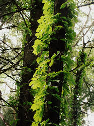 Spiral Vines