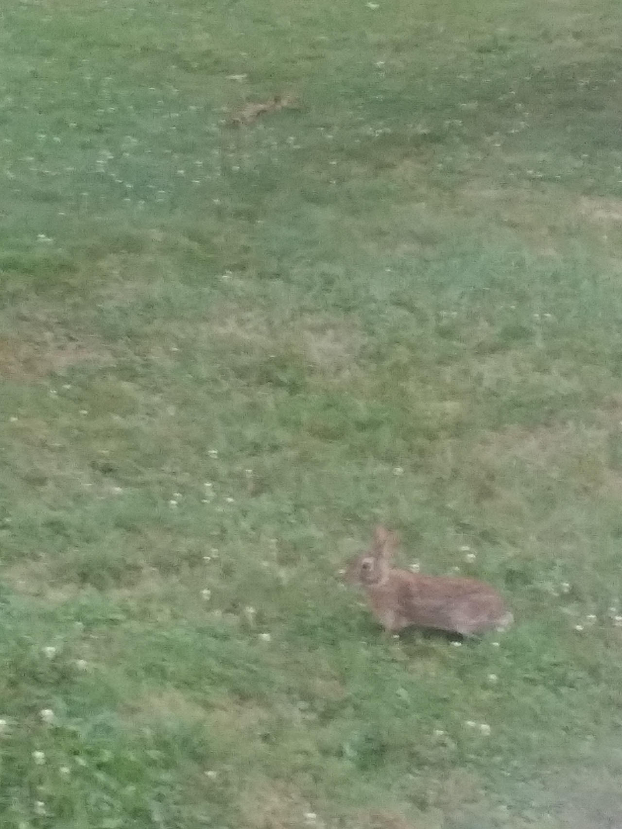 Rabbit 1 by GodzillaLover04 on DeviantArt