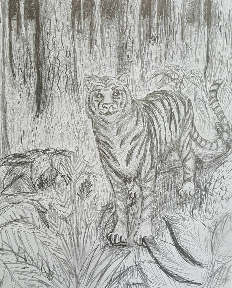 Bengal Tiger drawing by TheRavensBastard39 on DeviantArt