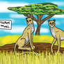 Cheetahs