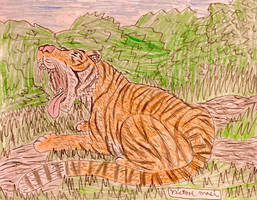 Bengal Tiger Yawning