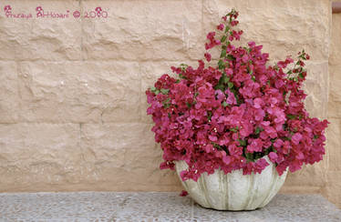 Bougainvillea