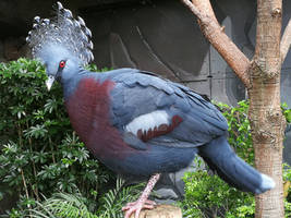 Victoria Crown Pigeon