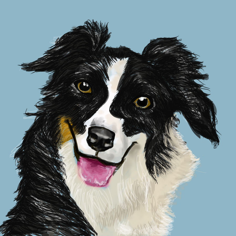 Collie