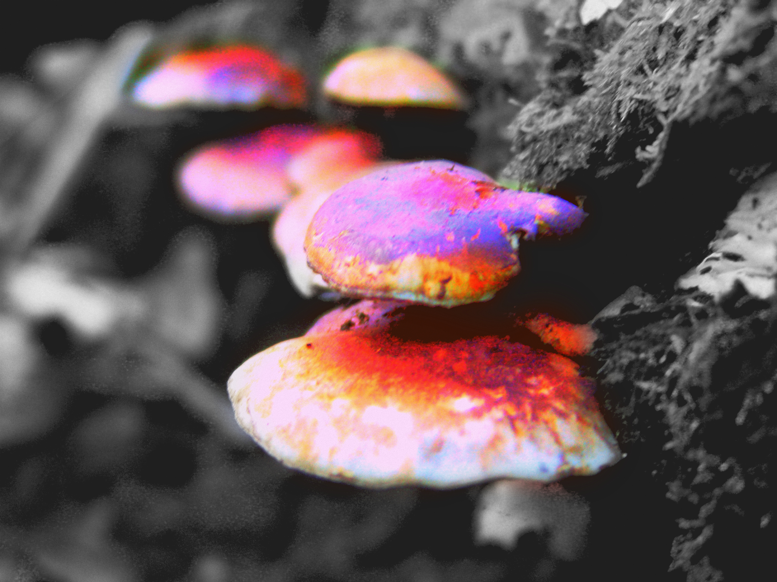 Mushrooms