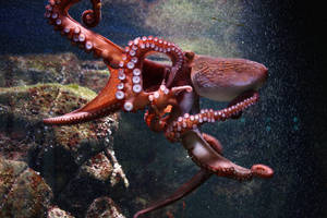 K2 0 Img 2520 27.07.2009.10.08.24