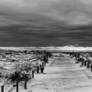 K4 0 IMG 1341 13022026 145923 bw