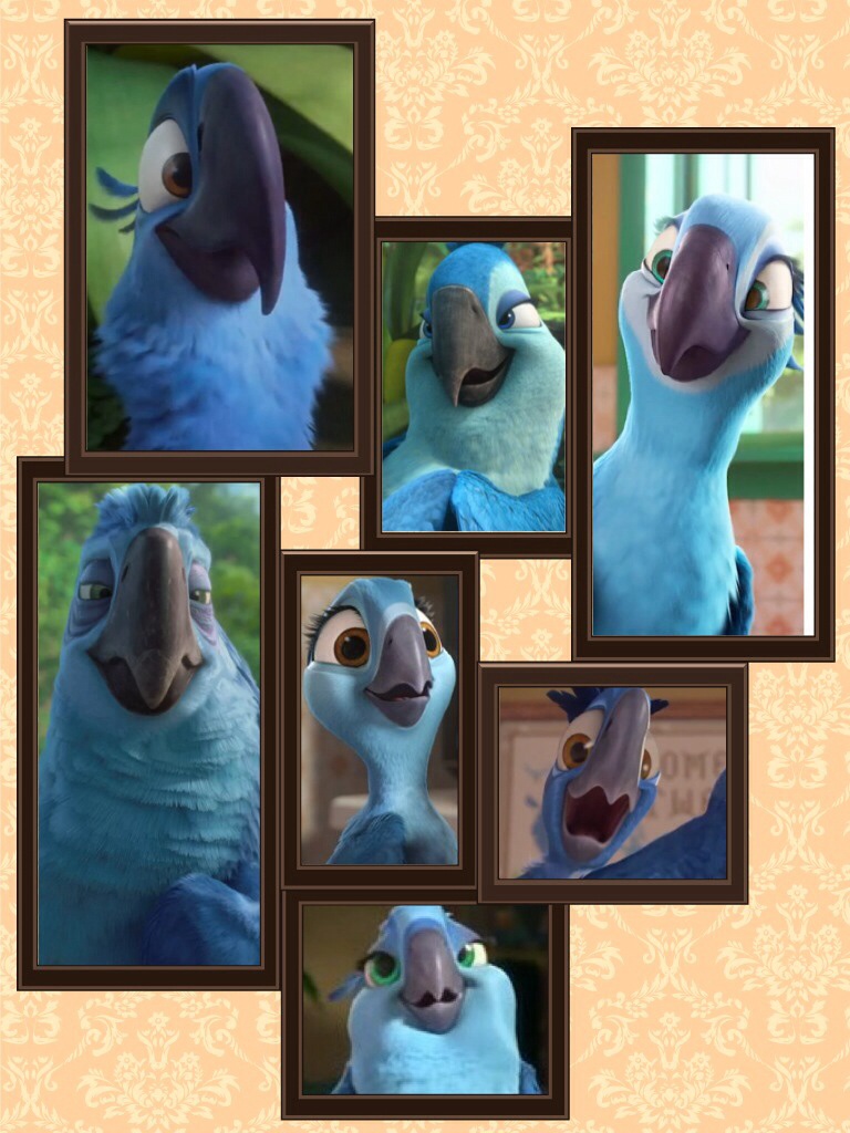 Blue spix macaw family portrait