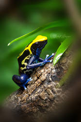 Poison Dart Frog by MGreinerArt