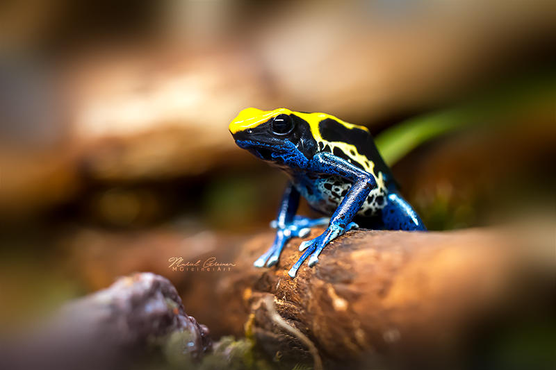 Poison Dart Frog by MGreinerArt