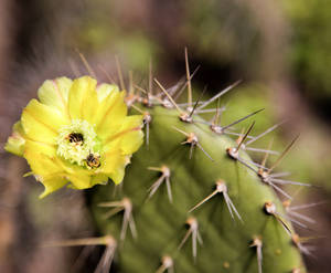 A Prickly Buisness