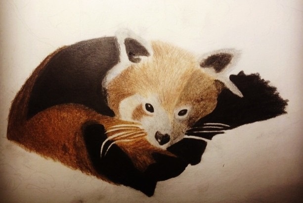 red panda