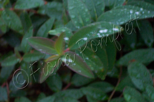 Raindrops On Leaves