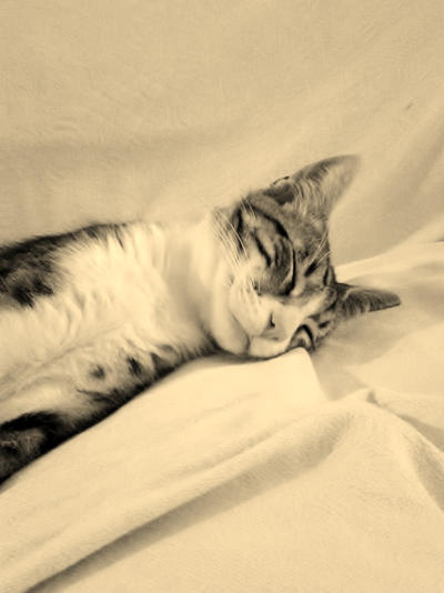 Mini Leon dreams by desann12 on DeviantArt