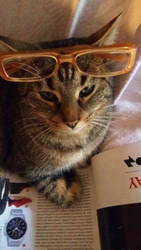 What are you looking at? Also cats wear glasses.